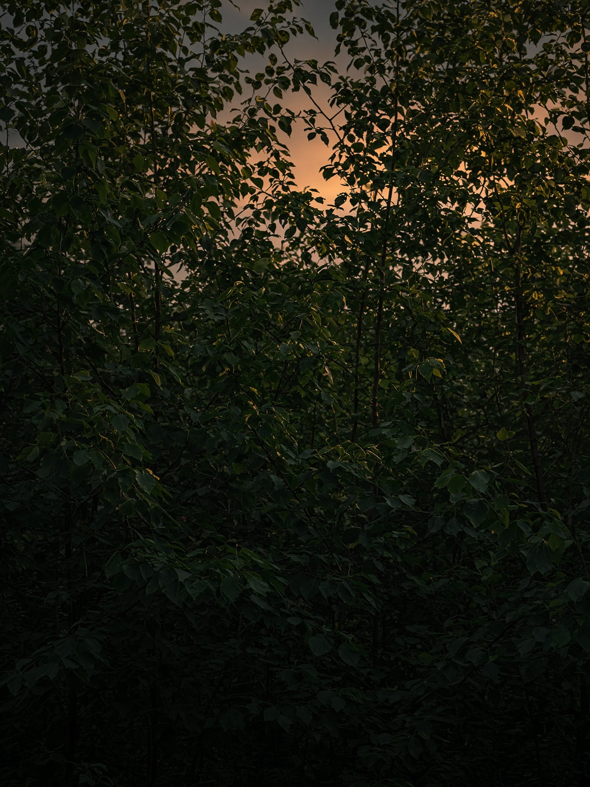 Young forest canopy at dusk with brass light on the leaves.